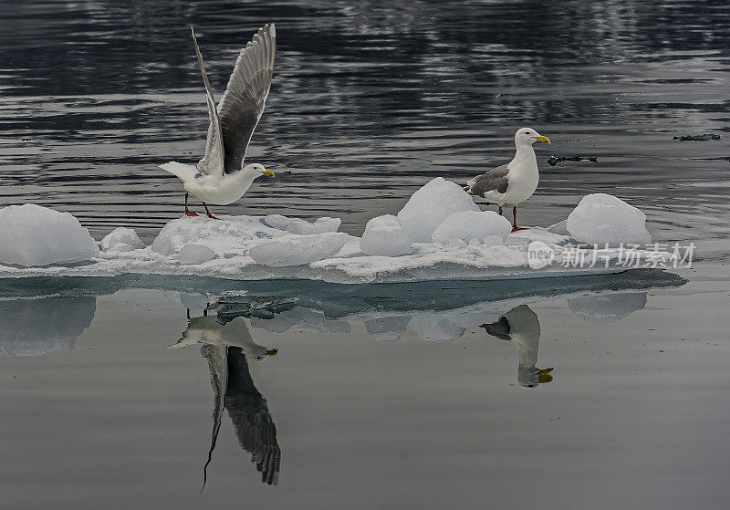 白头鸥(Larus glaucescens)是一种生活在阿拉斯加西海岸到华盛顿海岸的大型白头鸥。阿拉斯加威廉王子湾。